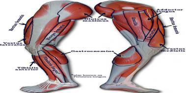 Bacak Kasları Anatomisi