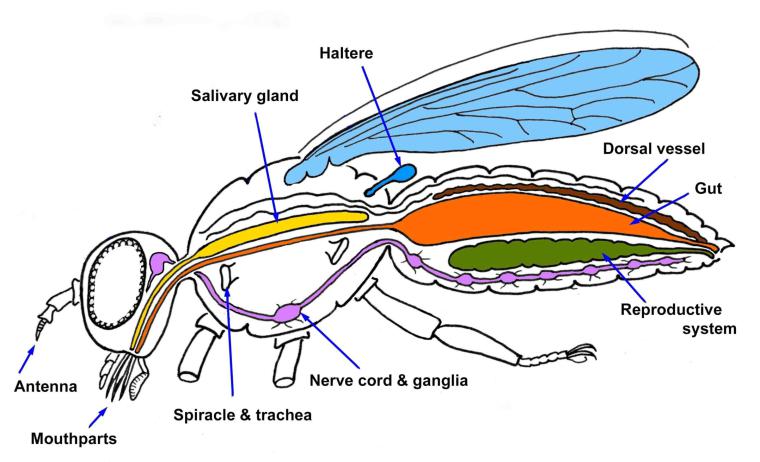 Sinek Anatomisi ve Özellikleri